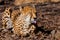 The cheetah mockingly makes a face and shows language.  on a withered grass in the rays of the setting sun