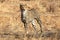 Cheetah in the morning light walking on the plains in the Masai Mara, Kenya, Africa