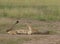 Cheetah Mother and baby sleeping on ground at Masai Mara, Kenya