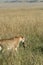 Cheetah mother carrying cub