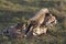 Cheetah mother and cub