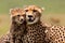 Cheetah Mother with cub, Masai Mara