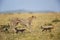 Cheetah mother and cubs