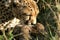 Cheetah mother with cubs