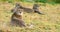 Cheetah mother with cubs looks after enemies