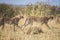 Cheetah mother & older male cub stalking prey. Acinonyx jubatus. Maasai Mara, Africa.