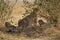 A cheetah mother and two cubs rest on the grass. One of the cubs is yawning.