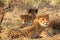 Cheetah mother with two cubs resting kalahari desert