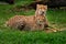 Cheetah, mother and young. Cheetah, portrait of cute young babe. Close-up detail of fur coat cub. Fastest mammal on the land,