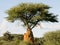 Cheetah on mound under tree, Namibia