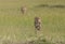 Cheetah on the Move in evening light at masai Mara