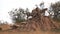 cheetah mum stretches and climbs down from a termite mound at masai mara