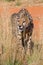 Cheetah namibia