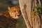 Cheetah next to tree at sunset