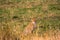 The cheetah observation point. Kenya