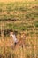 The cheetah observation point in the savanna. Kenya, Africa