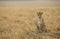 Cheetah  observing the surrounding at Masai Mara