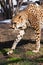 A cheetah with an orange skin lit by the sun is walking on the green spring grass, on the green spring grass