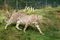 Cheetah Pacing through Grass in Enclosure