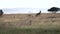 a cheetah pair slowly approach hartebeest antelope at the serengeti national park