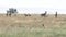 a cheetah pair stalking hartebeest and gazelle at serengeti