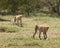 Cheetah Pair Walking In Ngorogoro