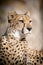 Cheetah Portrait