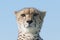 Cheetah portrait against blue sky