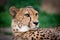 Cheetah portrait closeup