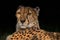 Cheetah portrait in deep shade