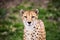 Cheetah Portrait Green Background