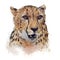 Cheetah Portrait watercolor on white background