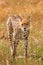 Cheetah portraits Strolling in the Greenland savannah on the lookout in the Maasai Mara National Game Reserve Park Riftvalley Naro