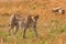 Cheetah portraits Strolling in the Greenland savannah on the lookout in the Maasai Mara National Game Reserve Park Riftvalley Naro