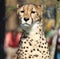 A Cheetah Posing