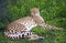 Cheetah predator leopard Africa cat family