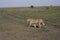 Cheetah on prowl in Serengeti, Tanzania