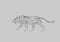 Cheetah prowling. Black line drawing Isolated on light gray background. Hand drawn illustration. Pencil sketch.