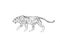 Cheetah prowling. Black line drawing Isolated on light gray background. Hand drawn illustration. Pencil sketch. Profile of African