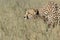 Cheetah prowling just before running for the hunt