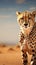 Cheetah prowls vast desert, leaving room for copy space
