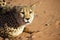 Cheetah on Red San Dues in Ka`an, Namibia