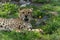 Cheetah relaxes in green grass dotted with yellow flowers