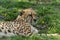 Cheetah relaxes in green grass dotted with yellow flowers