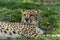 Cheetah relaxes in green grass dotted with yellow flowers