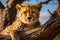 Cheetah relaxes on a tree in Serengeti National Park, Tanzania