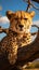 Cheetah relaxes on a tree in Serengeti National Park, Tanzania