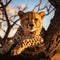 Cheetah relaxes on a tree in Serengeti National Park, Tanzania