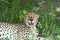 Cheetah relaxing after dinner.