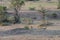 Cheetah relaxing in the grass of the Masaai Mara in Kenya at dusk